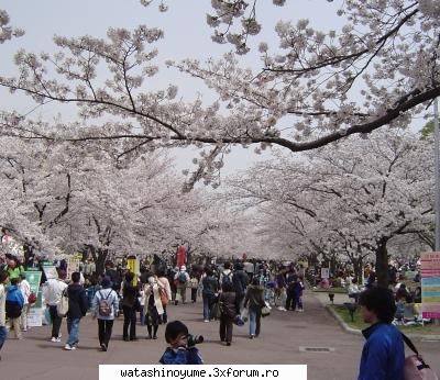 fenomenul sakura aici puntem pune poze cu jap si sa discutam despre jap